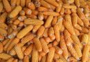 Saiba como conferir e identificar boas sementes de milho