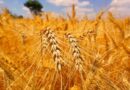 “O ano será bom para o produtor de trigo”, diz Brandalizze Consulting