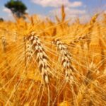 “O ano será bom para o produtor de trigo”, diz Brandalizze Consulting
