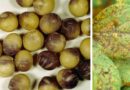 Crestamento foliar de Cercospora e mancha-púrpura na semente de soja