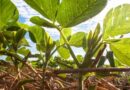 Cenário desafiador: rentabilidade da soja pode encolher 17% na safra 2022/23, aponta Imea
