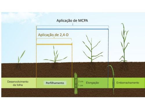 Aplicação de herbicidas auxínicos