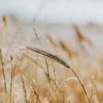 Herbicidas auxínicos no manejo de plantas daninhas na cultura do trigo
