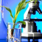 biotecnologia-na-agricultura