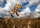 Preços da semente de soja e dos fertilizantes devem cair, diz Imea
