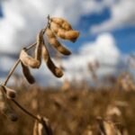 Preços da semente de soja e dos fertilizantes devem cair, diz Imea